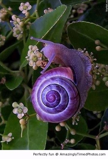 Beautiful-Purple-Snail-resizecrop--