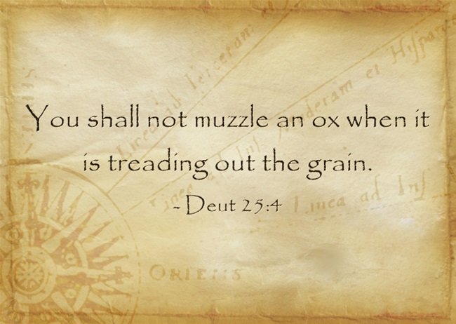 what-does-do-not-muzzle-the-ox-mean-in-the-bible-a-biblical