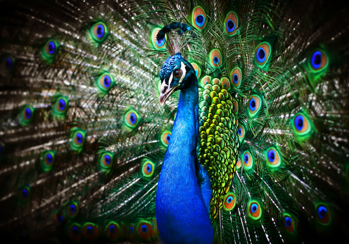 Indian Judge: Peacocks Don’t Have Sex. They Reproduce By ...