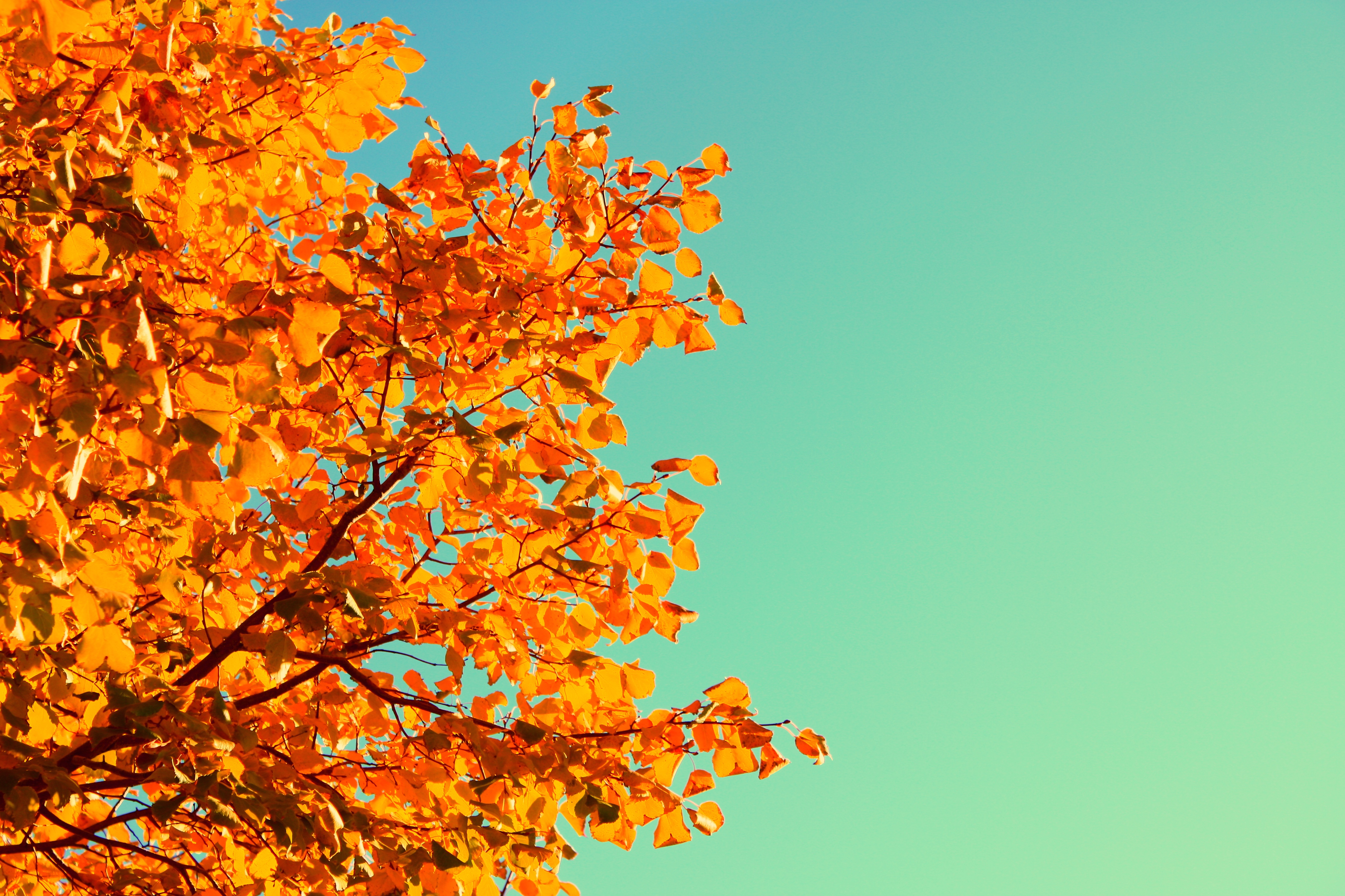 Five Simple Ways to Celebrate the Autumn Equinox | Molly Khan