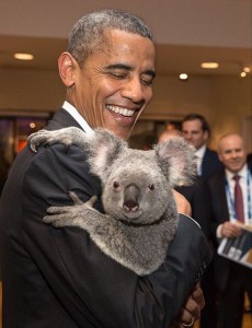 obama_koala.0