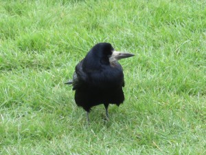The Jackdaws, Rooks and Crows of Stonehenge - Silent Earth