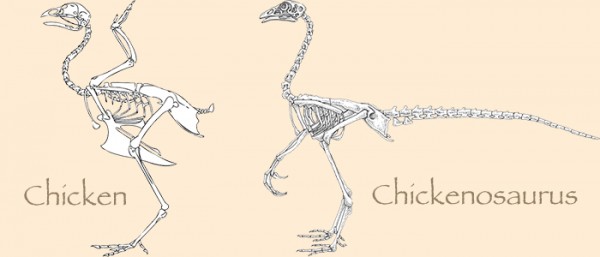 evolution of chickens from dinosaurs