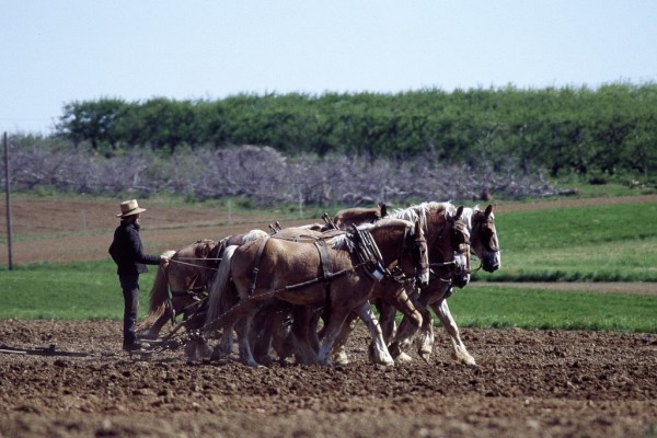 Amish_farmer_and_his_team_of_draft_horses_16028v