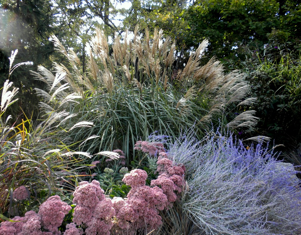 ornamental-grasses-how-to-prune-practical-gardening-series