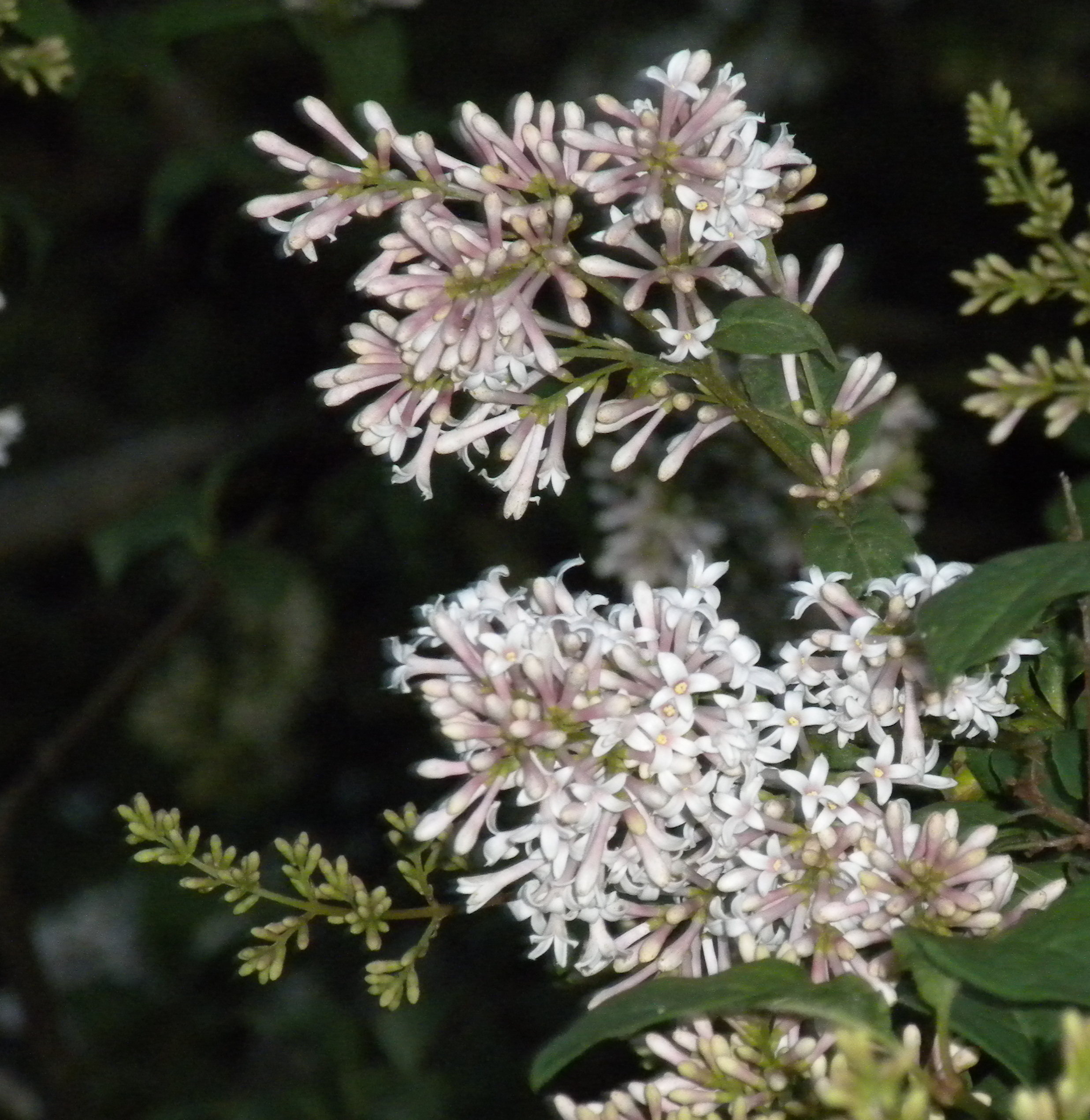 the-italian-lilac-margaret-rose-realy-obl-osb