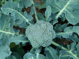 Did you know that broccoli was a type of cabbage? So is kale and cauliflower, it's quite fascinating.