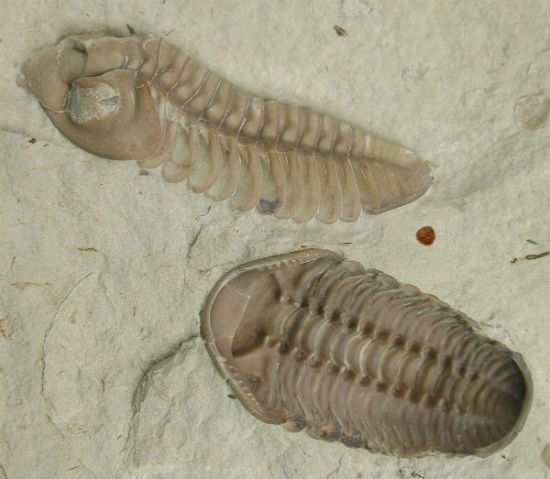 Trilobites.jpg