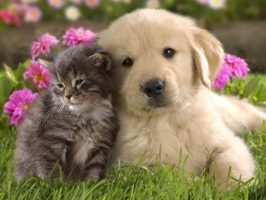Puppies-vs-kittens
