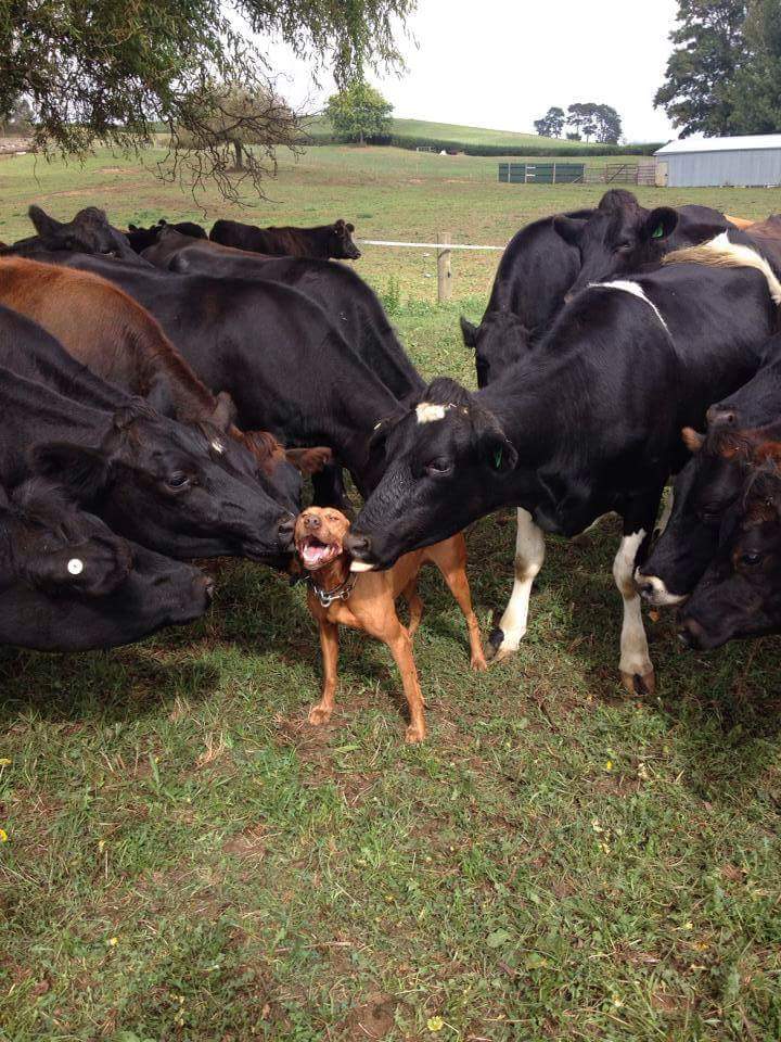 MORNING HAPPINESS: Cows love dog.