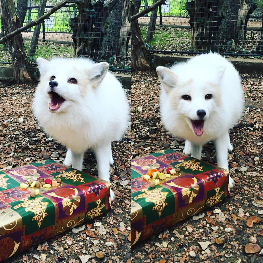 MORNING HAPPINESS: Early Xmas for happy white fox. | JT Eberhard1080 x 1080